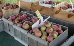 Apples