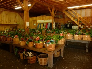 Summer CSAs